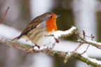 Vogels in de winter