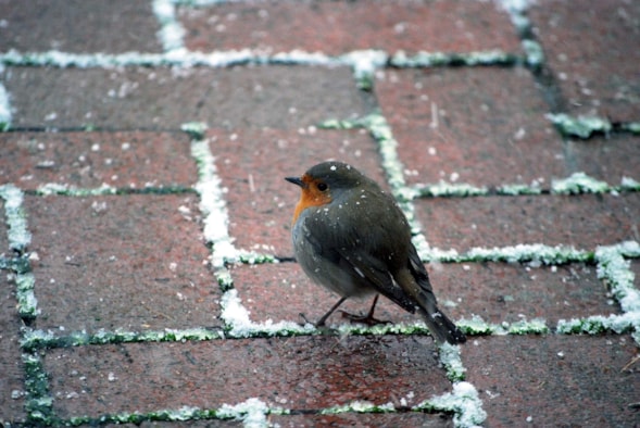 Vogels in de winter 2