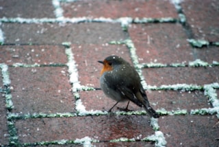 Vogels in de winter 2