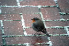 Vogels in de winter 2