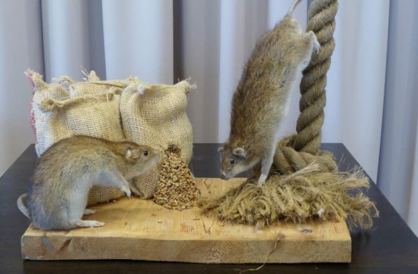 Bruine rat
