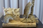 Bruine rat