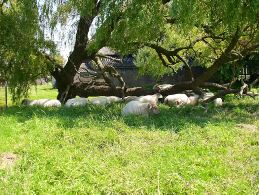 Boerderijsafari3