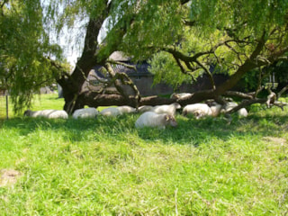 Boerderijsafari3