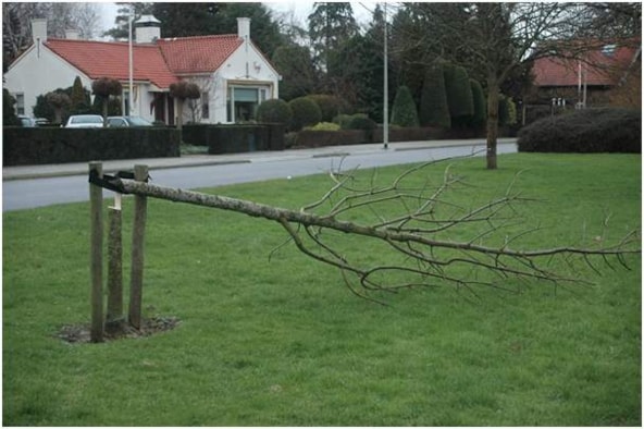 Boom in het Engelse park volledig doorgezaagd