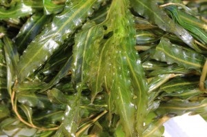 fonteinkruid-close-up-k-300x199