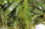 fonteinkruid-close-up-k-300x199