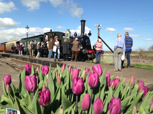 Een Tulp voor Bello