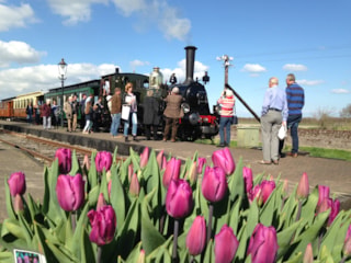 Een Tulp voor Bello