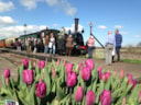 Een Tulp voor Bello