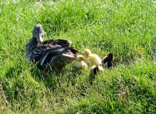 eendjes  3-4-16) (1)