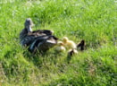 eendjes  3-4-16) (1)