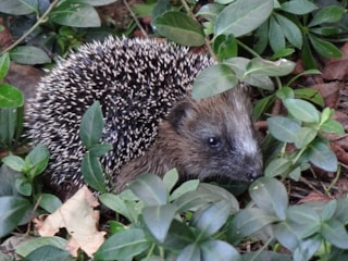 Jonge egel