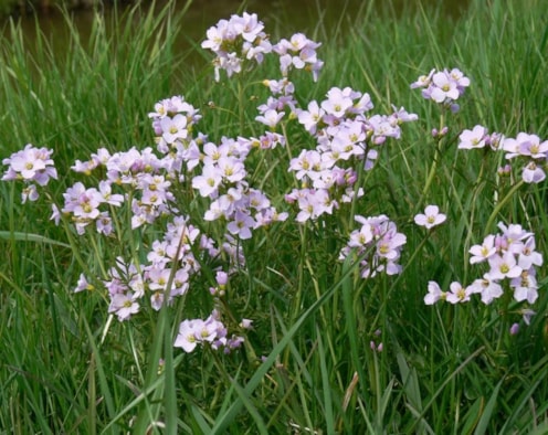 Pinksterbloemen