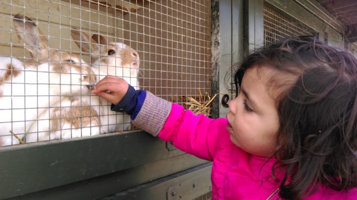 kinderboerderij konijn