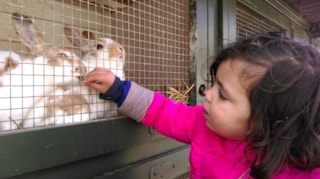 kinderboerderij konijn