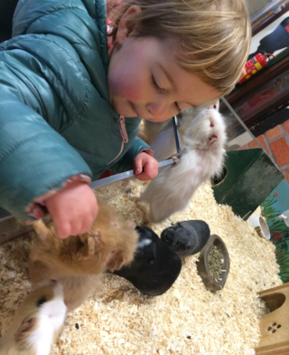 kinderboerderij cavia 1