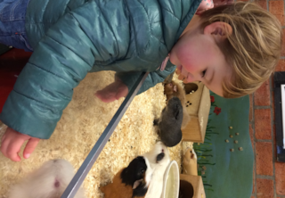 kinderboerderij cavia 2
