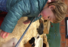 kinderboerderij cavia 2