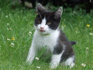 Kitten