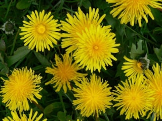 Gillend geel
