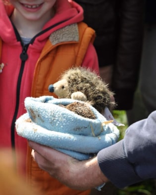 Geluksvogel