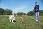 honden