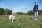 honden