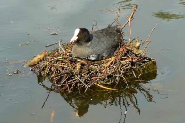 Meerkoet