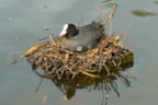Meerkoet
