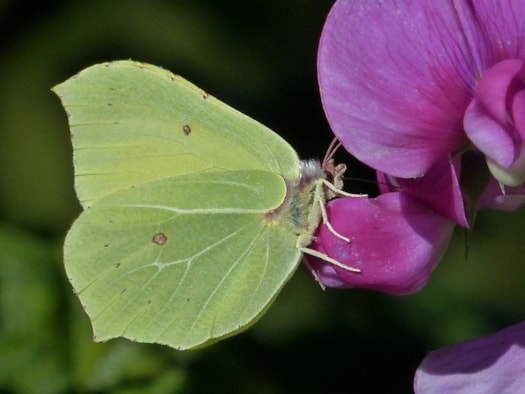 Citroenvlinder