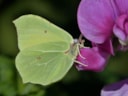 Citroenvlinder