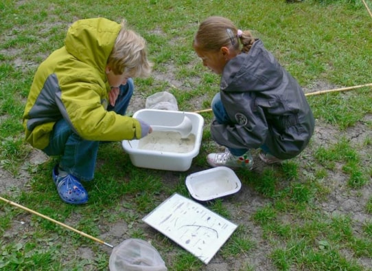 Waterschat en libellelarf