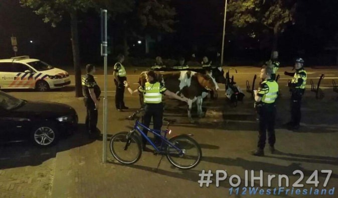Dorstige koeien aangehouden in Hoorn