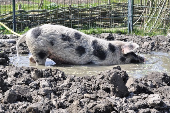 Plons! (2)