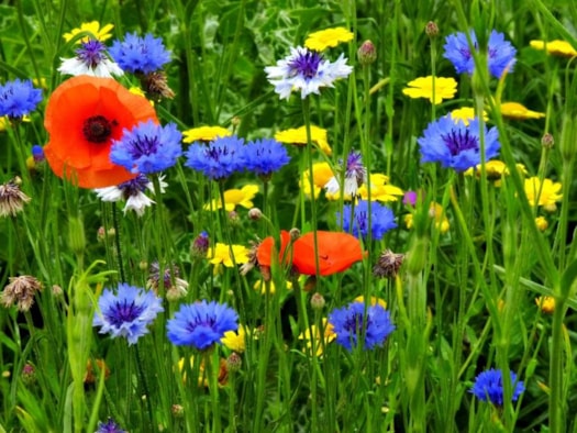 Bloemetjes buiten zetten