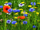 Bloemetjes buiten zetten