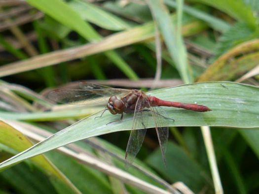 Bruinrode heidelibel 17-7-16