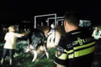 Weerbarstige koe1