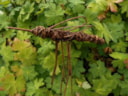 Kriebelbeestje