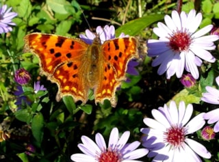 Zomervlinders