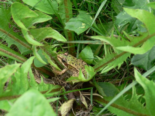 Groene kikker