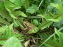 Groene kikker