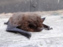 Rosse_vleermuis Douwe Gr