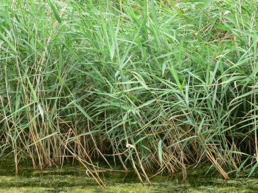Riet 4-9-16
