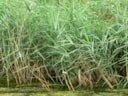 Riet 4-9-16