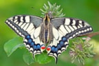 koninginnepage
