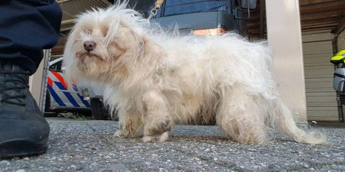 Verwaarloosde hond