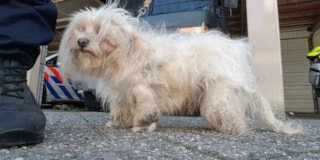 Verwaarloosde hond