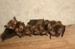 Grootoorvleermuis 10-9-16